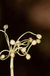 Carolina grasswort